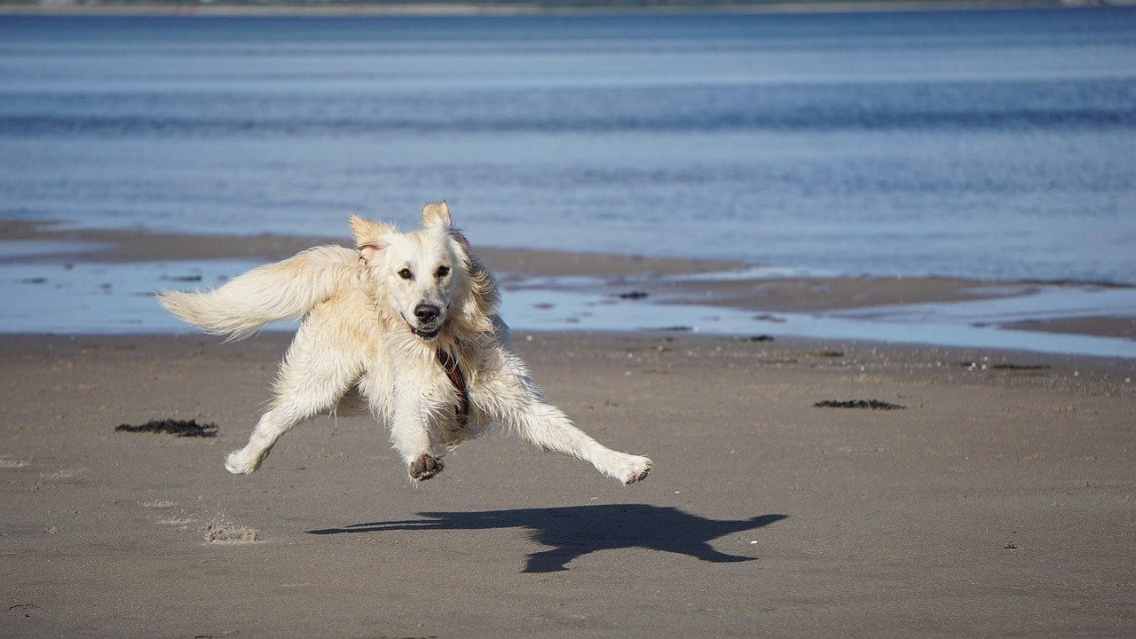 Camping mit hund nahe julianadorp strand
