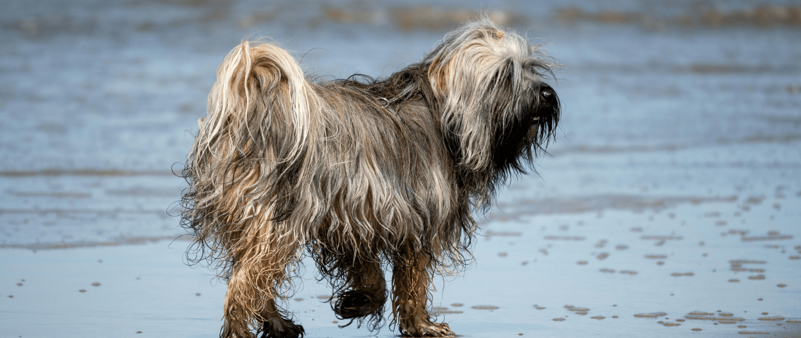 Hondvriendelijke omgeving